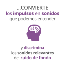 funcionamiento-cerebro